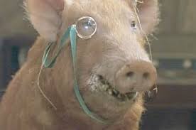 external image images?q=tbn:ANd9GcT6hhkapTMqvg_ILDeRsu8pq1kDui1YbwSKOXX1MMYCYoJ_mTpByw