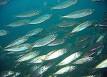 Greenback horse mackerel - Wikipedia, the free encyclopedia