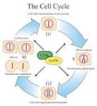 fhs-bio-wiki / Cell Cycle