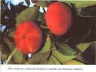 Casimiroa, Black Persimmon &amp; Mabolo - Know &amp; Enjoy Tropical Fruit ...