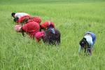 "Freedom" from Bonded Labor — - via Daymix