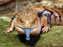 Reptile Amphibian - Blue Tongue Skink