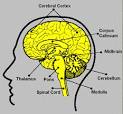 Neuroscience for Kids - Divisions of the NS