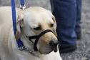 Can a Head Halter Actually Harm My Dog? - Vetstreet