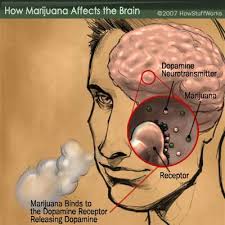 Marijuana acts as neurotransmitter, attaching to dopamine receptors and 