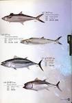 Japanese Spanish Mackerel products, buy Japanese Spanish Mackerel ...