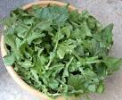ARUGULA « green. family. wellness.