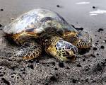 Green Turtle Facts &amp; Pictures