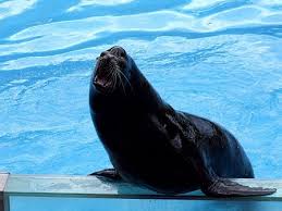 images?q=tbn:ANd9GcT7QUuMrTgrrUAKGW_3xpcmLRM4C7QfN5-T9iqdrWfytsVzHv25_w