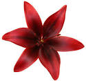 Asiatic Lilies