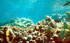Ocean Habitats
