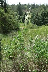 Image result for "Salvia dominica"