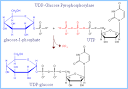Glycogen Metabolism