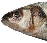 Fish Head FREE PNG by *AbsurdWordPreferred on deviantART