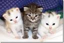 Eirís English » gatos