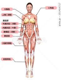 解剖女体|黒に分離された 3 D 女体解剖学の写真素材・画像素材 Image 56326773