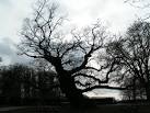 The tree from Sleepy Hollow, - via Daymix