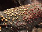 Their cinnabar-red colour gives the species its name. - via Daymix