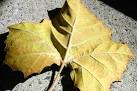Fall: Fall is here. Taken at Yerba Buena Center of the Arts, fountain area. - via Daymix