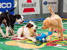 Puppy Bowl 2013 Starting Lineup: Photos : People.