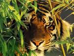 <b>animaux</b>…<b>animaux</b>…<b>animaux</b>…