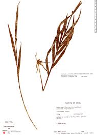 Image result for "Epidendrum longicolle"