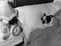 How Stuff Works "How do dogs perceive time ?"