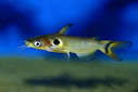 Horabagrus brachysoma (Sun Catfish) — Seriously Fish