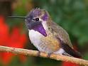 hummingbirds.