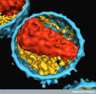 HIV (Human Immunodeficiency Virus) | Health Healths