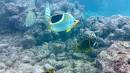 Snorkeling at Hanauma Bay, Hawaii » A Dangerous Business Travel Blog