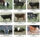 International Miniature Cattle Breeds Registry, INC.