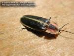 Lightning Bug