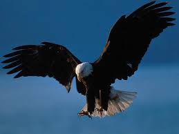http://t1.gstatic.com/images?q=tbn:ANd9GcT98Z2kslf2TdxBahmfYh82Y7HibtWyzvgGR1BJvJPbERoDv836