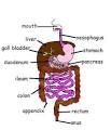 Biology: A Journey through the Alimentary Canal