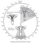 How is normal menstrual cycle? menstrual cycle – Go Healthy Life ...