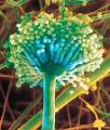 Biofuel That Grows Like A Magic Mushroom : TreeHugger