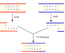 Genetic Engineering