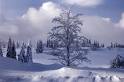 Winter Landscape Poster at Art.