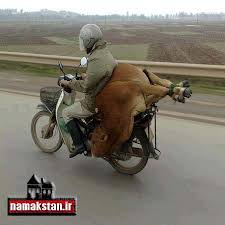 عکس با حالا و خنده دار.....(بدوبیا)حالشوببر 1