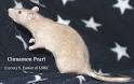 Spoiled Ratten Rattery-Agouti Colors