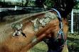 equine encephalitis - definition of equine encephalitis in the ...
