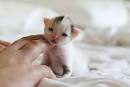 I Just Love that Kitten!