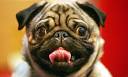 News blog + CRUFTS | News | The Guardian