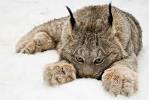 Lynx Medicine: Silence