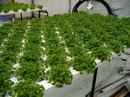 Hydroponic Nutrient Solutions