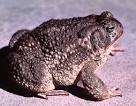 Wetland vertebrate wildlife