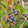 Huckleberry - Wikipedia, the free encyclopedia