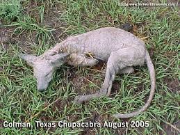 Cryptozoologie - un chupacabra trouvé au Texas ! Images?q=tbn:ANd9GcTAJo4LFLdGo0GZKZp2vYZVA-XdttpT2JLDq5P8jq6oGJgxFUT3