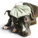 Symptoms of a Sick Dog